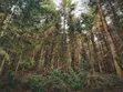 200 Acres Pine Forest Land for Sale, Kifanya - 1