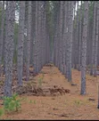 200 Acres Pine Forest Land for Sale, Kifanya - 2
