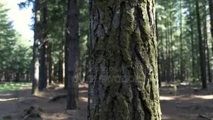 200 Acres Pine Forest Land for Sale, Kifanya
