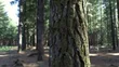 200 Acres Pine Forest Land for Sale, Kifanya - 3