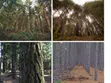 200 Acres Pine Forest Land for Sale, Kifanya - 4
