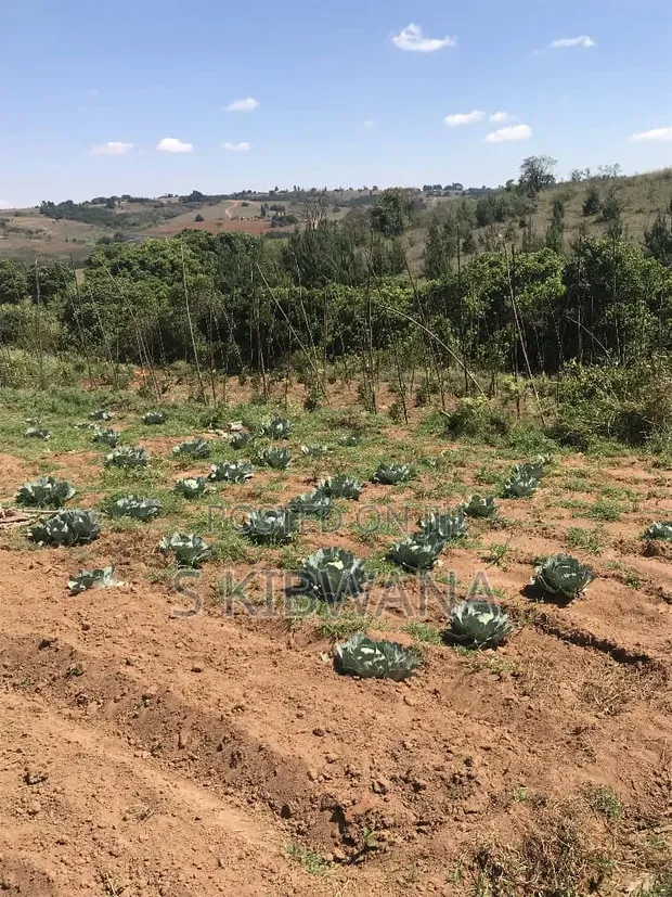 110 Acres Premium Farmland for Sale in Mufindi, Iringa - 1
