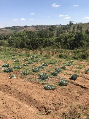 110 Acres Premium Farmland for Sale in Mufindi, Iringa