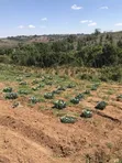 110 Acres Premium Farmland for Sale in Mufindi, Iringa - 1