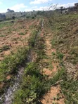 110 Acres Premium Farmland for Sale in Mufindi, Iringa - 2