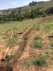 110 Acres Premium Farmland for Sale in Mufindi, Iringa - 3