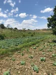 110 Acres Premium Farmland for Sale in Mufindi, Iringa - 4