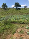 110 Acres Premium Farmland for Sale in Mufindi, Iringa - 5