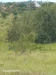 5 Acres Commercial Land for Sale, Mbezi Magufuli - 2