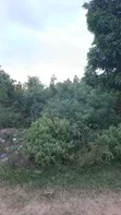 Plot for Sale in Mwanza Nyamhongoro - 2