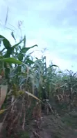 Plot for Sale in Mwanza Nyamhongoro - 5