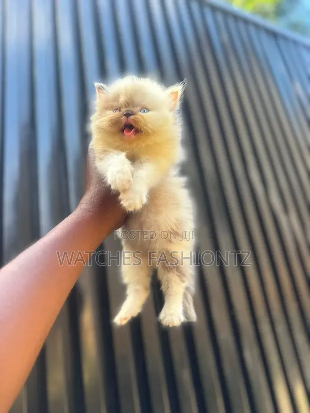 Purebred Persian Kitten - 1-3 Months Old - 1