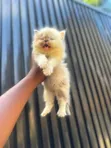 Purebred Persian Kitten - 1-3 Months Old - 1