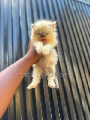 Purebred Persian Kitten - 1-3 Months Old