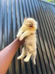 Purebred Persian Kitten - 1-3 Months Old - 3