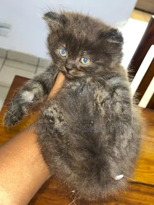 Purebred Persian Kitten (0-1 Month) - Male