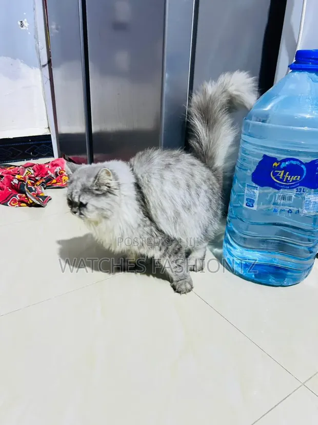 Female Purebred Persian Cat, 1+ Year Old - 1