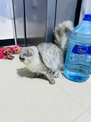Female Purebred Persian Cat, 1+ Year Old
