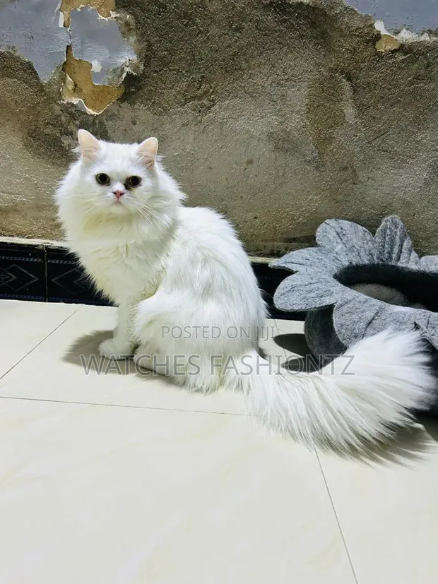 Purebred Persian Cat - 1+ Year Male - 1