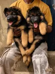 1-3 Month Male Purebred German Shepherd - 1