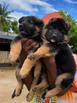 1-3 Month Male Purebred German Shepherd - 2