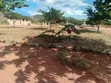 3 Bedroom Furnished House for Rent in Ada Estate - 5