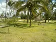 20 Acres Beach Plot with 7 Houses for Sale, Kilwa - 2