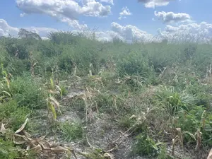 10 Hectares Farmland for Sale in Kiwangwa, Bagamoyo with Title Deed