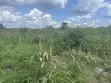 Hekta 10 za Shamba Zinauzwa Kiwangwa, Bagamoyo - Lina Hati Miliki - 4