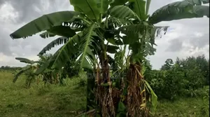 Poultry Houses & 2 Acres Land for Sale, Bagamoyo Makurunge