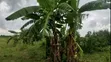 Poultry Houses & 2 Acres Land for Sale, Bagamoyo Makurunge - 2