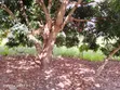 Residential Plot for Sale - Mabwepande - 1