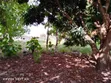 Residential Plot for Sale - Mabwepande - 2