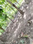 Residential Plot for Sale - Mabwepande - 3