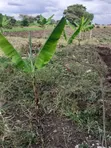 Affordable Plot for Sale on Nduruma Road, Arusha - 2