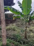 Affordable Plot for Sale on Nduruma Road, Arusha - 3
