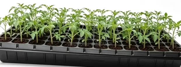 Trei za Mbegu za Umwagiliaji - 1