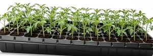 Seed Trays for Irrigation