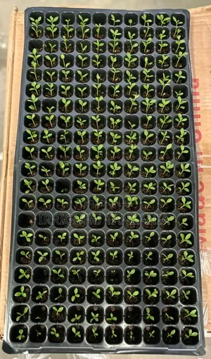 Cell Trays - Divided for Individual Plants