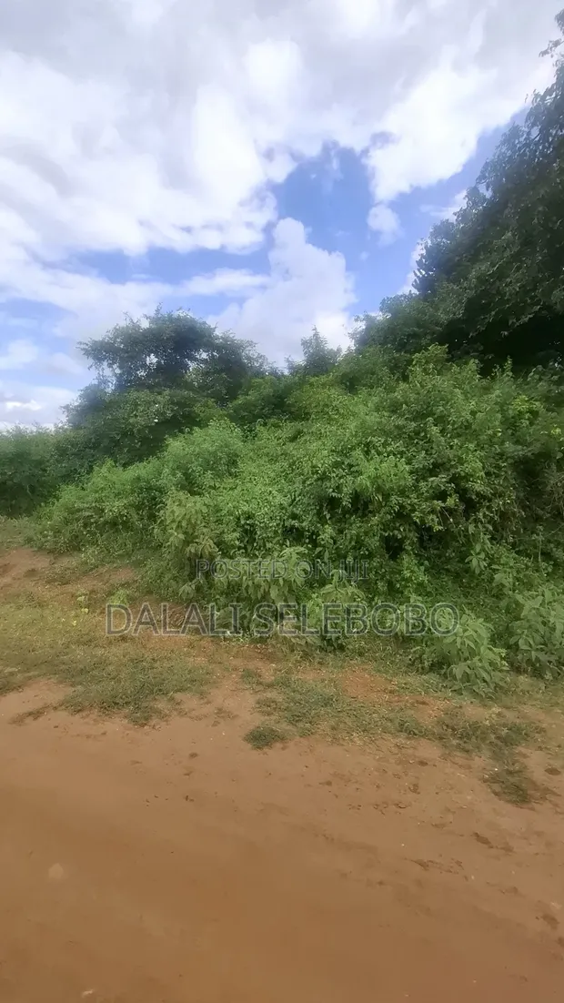 70 Acres Coffee Farm for Sale, Dodoma Road, Arusha - 1