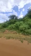 70 Acres Coffee Farm for Sale, Dodoma Road, Arusha - 2