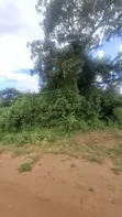 70 Acres Coffee Farm for Sale, Dodoma Road, Arusha - 4
