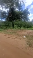 70 Acres Coffee Farm for Sale, Dodoma Road, Arusha - 5