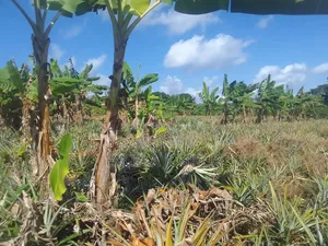 Farm Land for Sale, Kiwangwa Bagamoyo