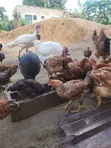 Kienyeji Chickens - 50 Birds - 1