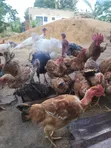 Kienyeji Chickens - 50 Birds - 2
