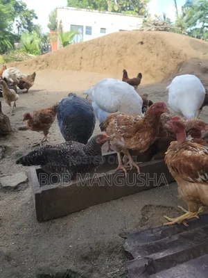 Kienyeji Chickens - 50 Birds
