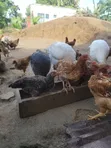 Kienyeji Chickens - 50 Birds - 3