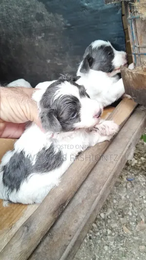 Purebred Maltese Puppy - 1-3 Months Old