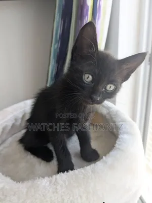 Purebred Bombay Kitten - 1-3 Months